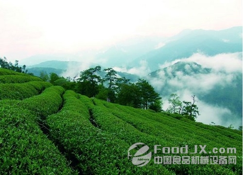 武夷山出臺(tái)十三五茶產(chǎn)業(yè)規(guī)劃