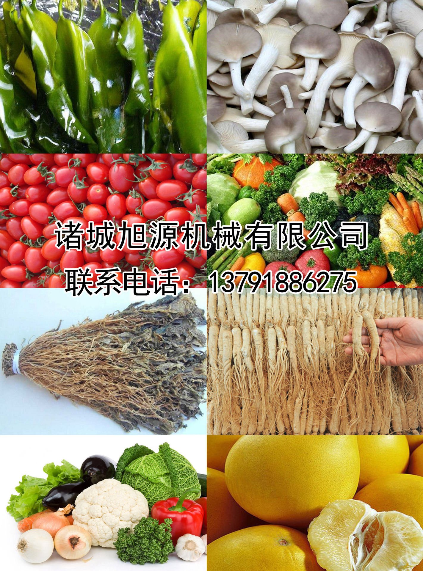 廠家直銷瓜果清洗機 果蔬清洗機 商用洗菜機 品質(zhì)蔬菜清洗機
