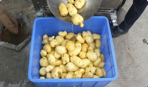 供應(yīng)毛刷式土豆脫皮機(jī)優(yōu)質(zhì)商用不銹鋼去皮機(jī)蘇州廠家直銷